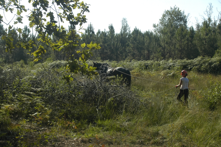 Entretien espaces naturels au cheval Gazelle Les Traits de Gaia