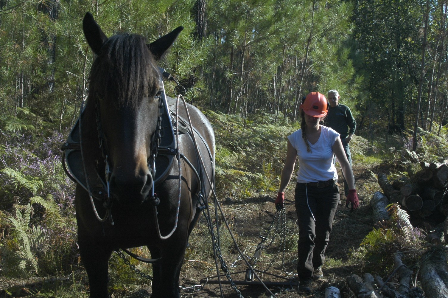 Cheval Gazelle Les Traits de Gaia